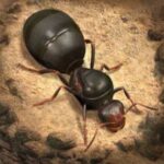 The Ants Underground Kingdom Game
